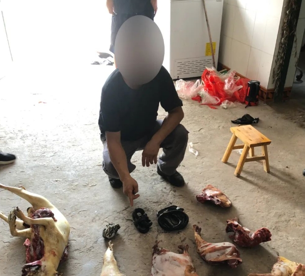 野生动物1.png